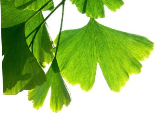 feuille ginkgo biloba